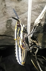 Dictyophorus griseus