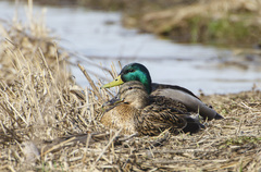 Anas platyrhynchos
