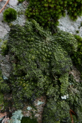 Lasallia pustulata