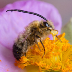 Eucera notata