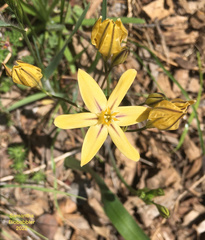 Triteleia ixioides
