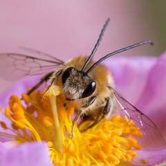 Eucera notata