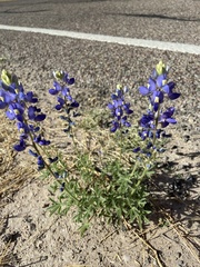 Lupinus havardii