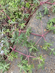 Geranium dissectum