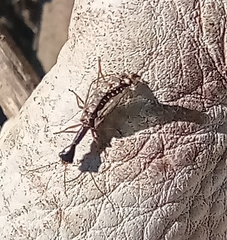 Raphidiinae
