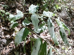 Hedychium gardnerianum