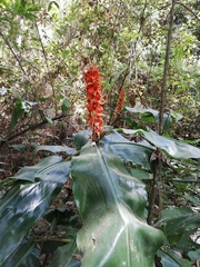 Hedychium gardnerianum