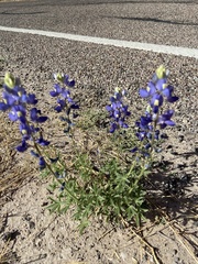 Lupinus havardii