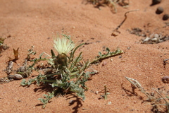 Centaurea sinaica