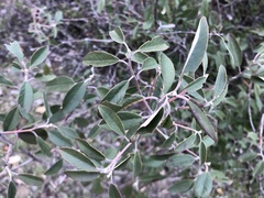 Frangula californica tomentella