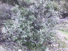 Frangula californica tomentella