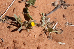 Calendula tripterocarpa