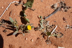 Calendula tripterocarpa