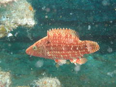 Oxycheilinus mentalis