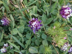 Trifolium grayi