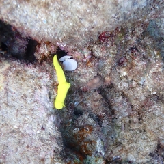 Notodoris citrina