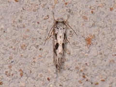 Nemapogon defectella