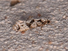 Nemapogon defectella