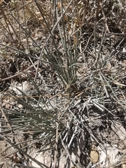 Ephedra compacta