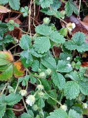 Potentilla sterilis