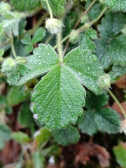 Potentilla sterilis