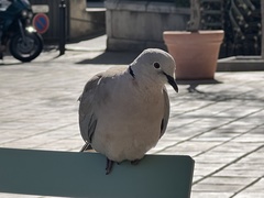 Streptopelia decaocto