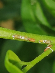 Diaphorina