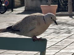 Streptopelia decaocto
