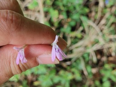 Rhinacanthus gracilis latilabiatus