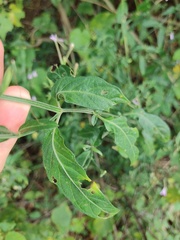Rhinacanthus gracilis latilabiatus
