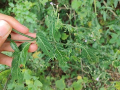Rhinacanthus gracilis latilabiatus