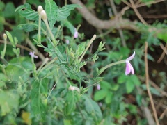 Rhinacanthus gracilis latilabiatus