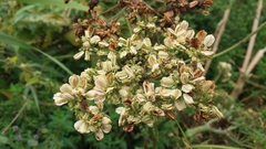 Angelica archangelica