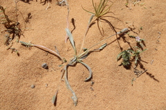 Plantago cylindrica