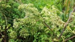 Angelica archangelica