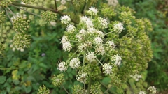Angelica archangelica