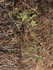 Galium bolanderi