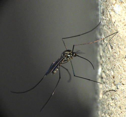 Wyeomyia muehlensi