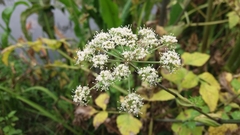 Angelica archangelica