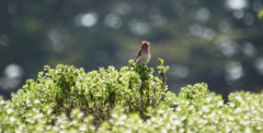 Haemorhous purpureus californicus