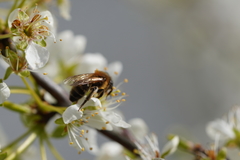 Andrena scotica