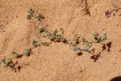 Medicago laciniata