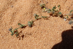 Medicago laciniata