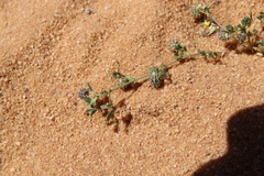 Medicago laciniata
