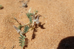 Astragalus tribuloides