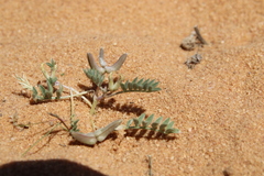 Astragalus tribuloides