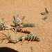 Astragalus tribuloides - Photo 由 sami-youssef 所上傳的 (c) sami-youssef，保留部份權利CC BY-NC