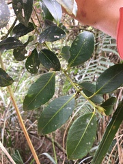 Symplocos setchuensis