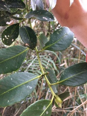 Symplocos setchuensis