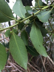 Symplocos setchuensis